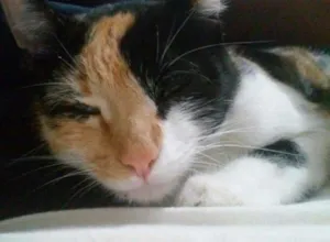 Gato raça SRD idade 1 ano nome Docinho