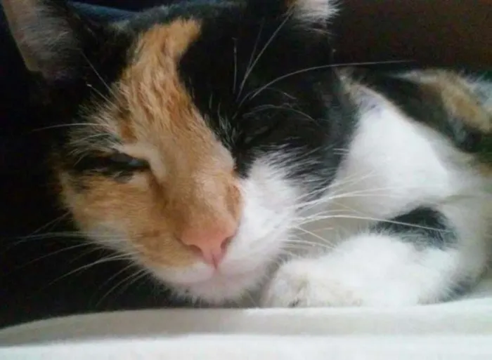 Gato ra a SRD idade 1 ano nome Docinho