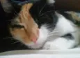 Docinho