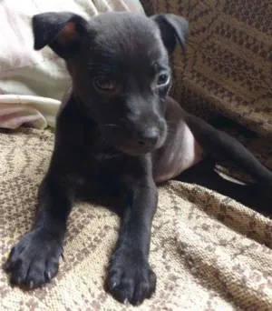 Cachorro raça SRD idade 2 a 6 meses nome Pretinha