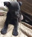 Pretinha