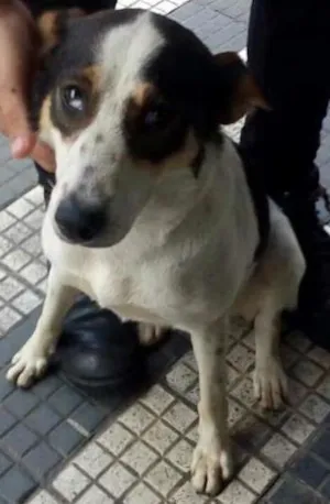 Cachorro raça SRD idade 7 a 11 meses nome Pìntadinha