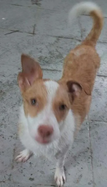Cachorro ra a Viralata com bitbul  idade 1 ano nome Vick