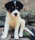 Branca, Preto, Urso