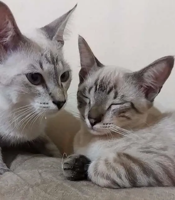 Gato ra a Sem raça  idade 2 a 6 meses nome Boby e Marry