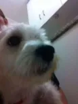 Tobias