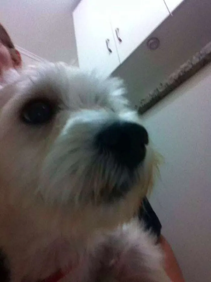 Cachorro ra a SRD idade 2 anos nome Tobias