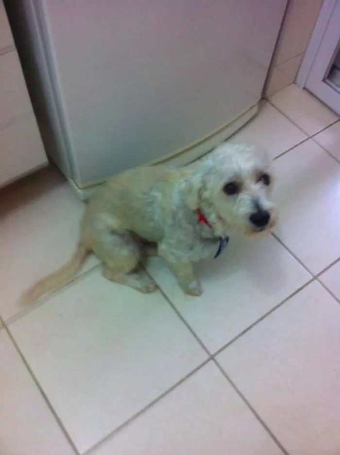 Cachorro ra a SRD idade 2 anos nome Tobias