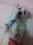 Tobias