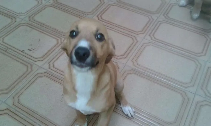 Cachorro ra a SRD idade 2 a 6 meses nome Filhotes caramelo