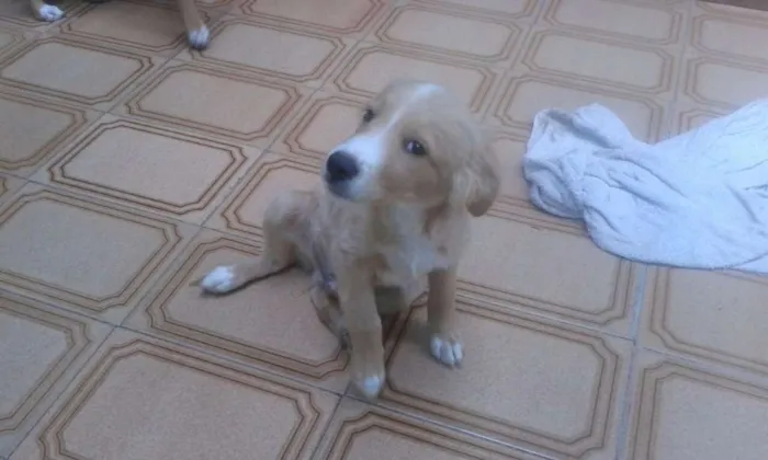Cachorro ra a SRD idade 2 a 6 meses nome Filhotes caramelo
