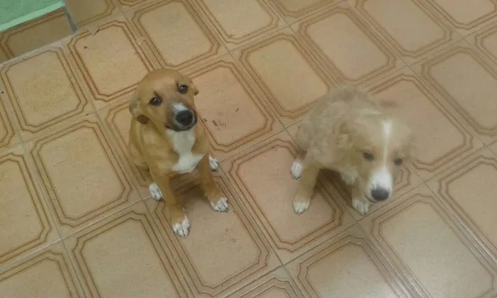 Cachorro ra a SRD idade 2 a 6 meses nome Filhotes caramelo