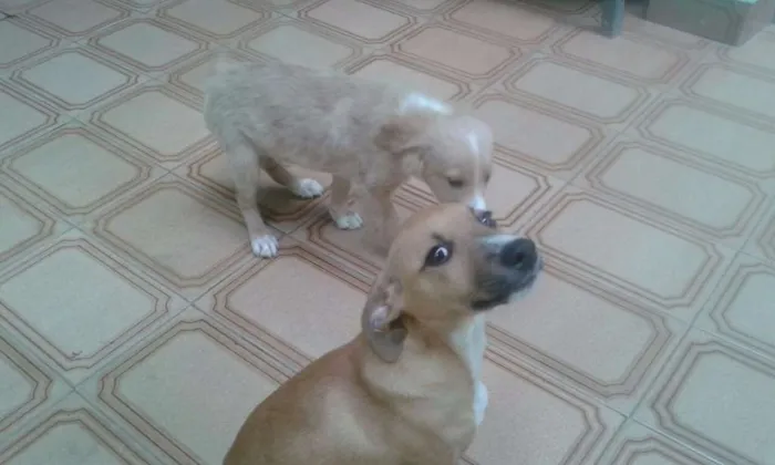 Cachorro ra a SRD idade 2 a 6 meses nome Filhotes caramelo