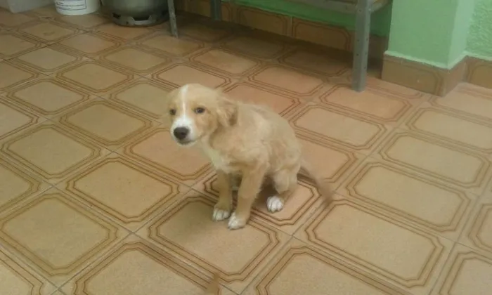 Cachorro ra a SRD idade 2 a 6 meses nome Filhotes caramelo