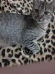 lili e toddy