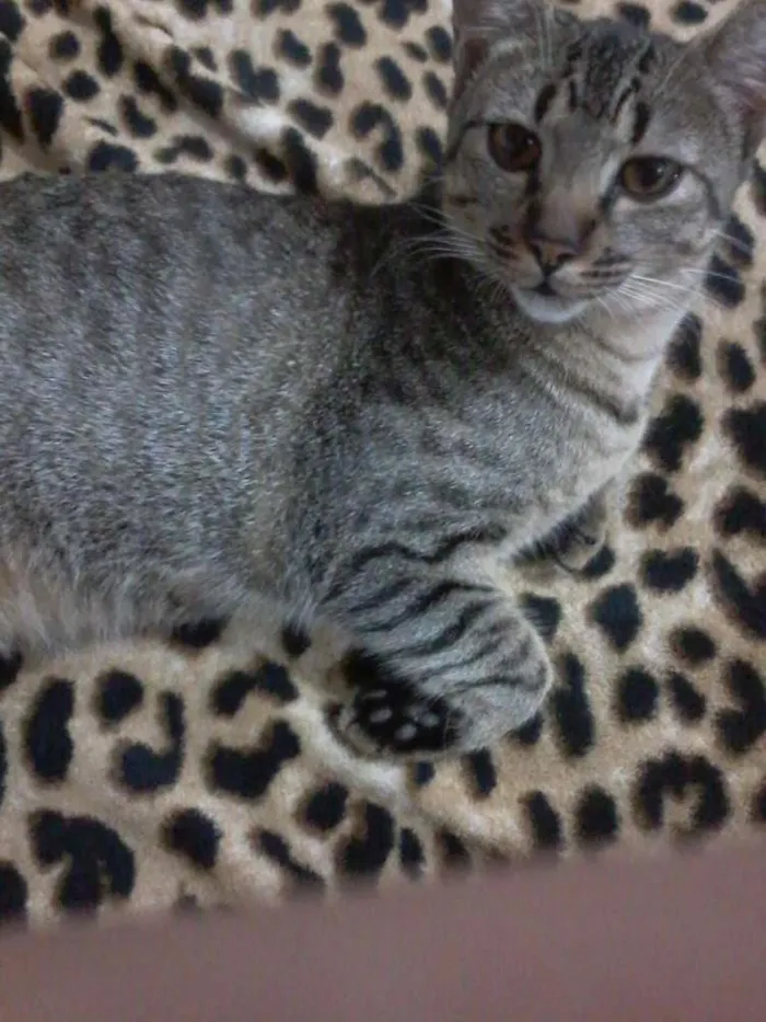 Gato ra a  idade 7 a 11 meses nome lili e toddy