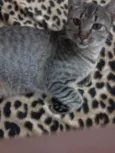 lili e toddy