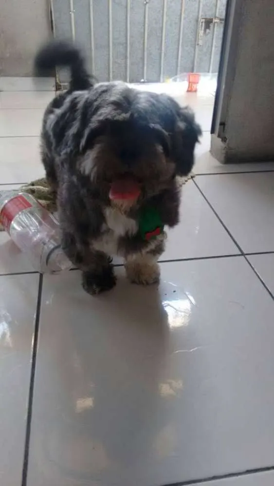 Cachorro ra a Lhasa Apso idade 1 ano nome zezinho