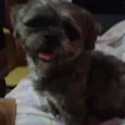 zezinho