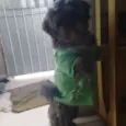 zezinho