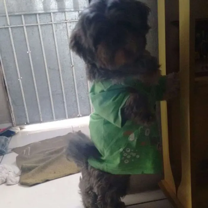 Cachorro ra a Lhasa Apso idade 1 ano nome zezinho