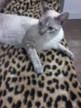 lili e toddy