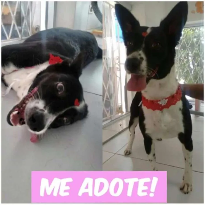 Cachorro ra a SRD idade 2 anos nome Frida