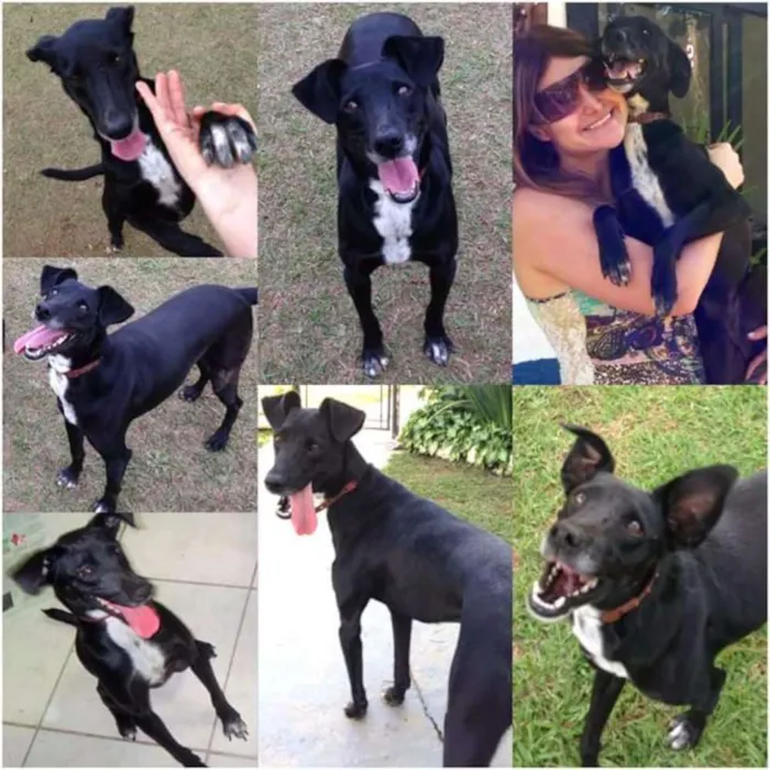Cachorro ra a SRD idade 5 anos nome Milly