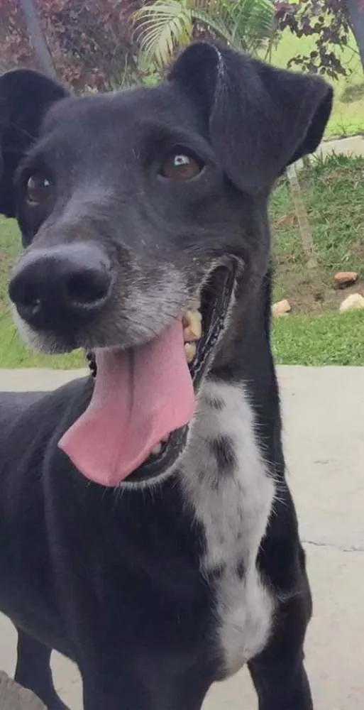 Cachorro ra a SRD idade 5 anos nome Milly