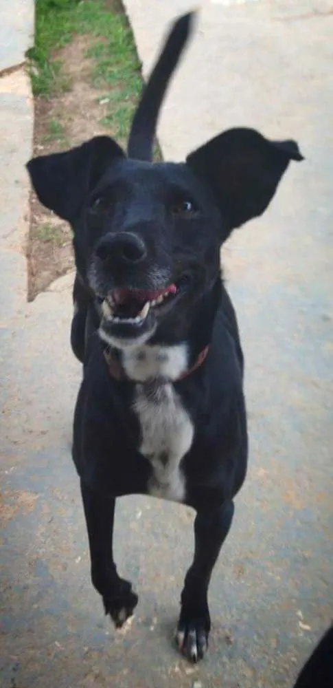 Cachorro ra a SRD idade 5 anos nome Milly