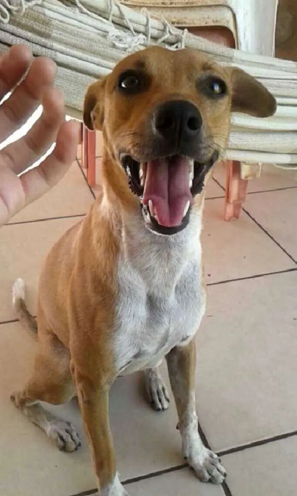 Cachorro ra a  idade 1 ano nome SUN (san)