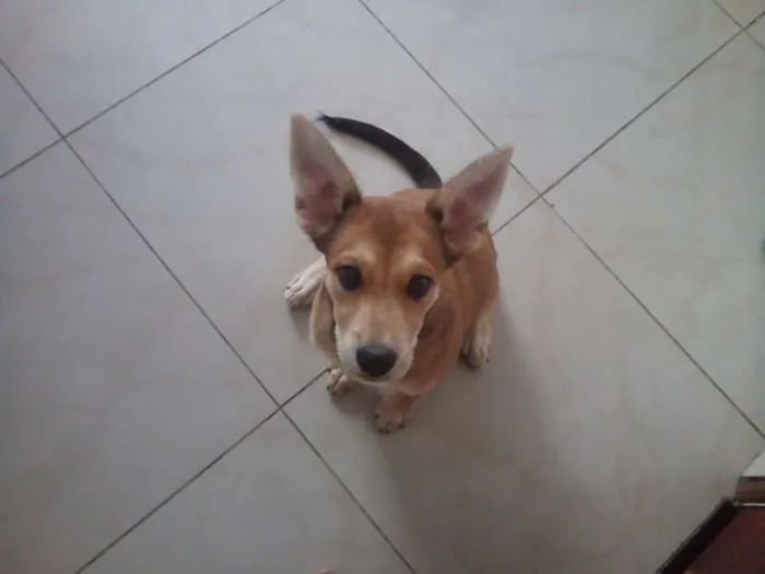 Cachorro ra a vira lata idade 2 a 6 meses nome kira