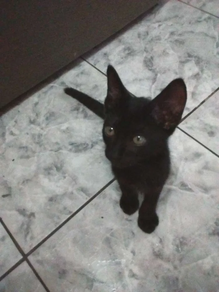 Gato ra a SRD idade 2 a 6 meses nome Napoleão