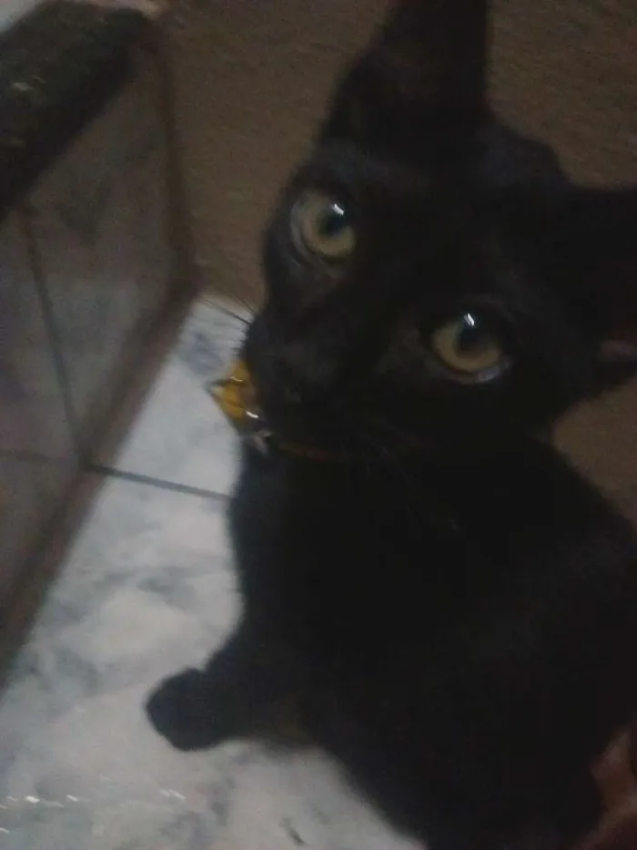 Gato ra a SRD idade 2 a 6 meses nome Napoleão