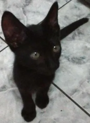 Gato raça SRD idade 2 a 6 meses nome Napoleão