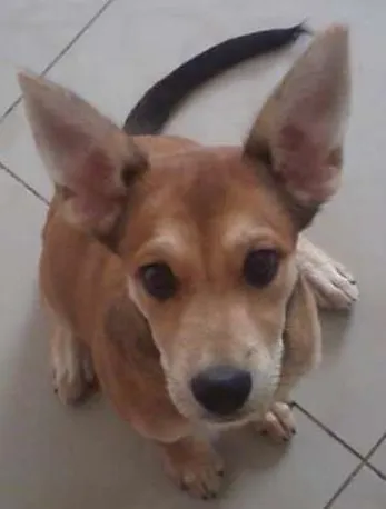 Cachorro ra a vira lata idade 2 a 6 meses nome kira