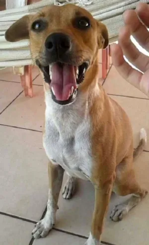 Cachorro raça  idade 1 ano nome SUN (san)