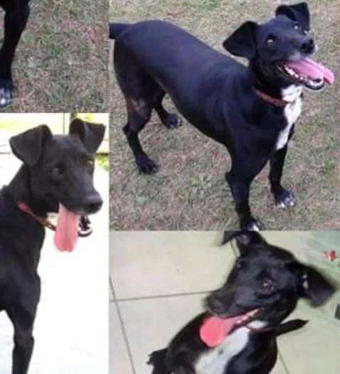 Cachorro ra a SRD idade 5 anos nome Milly