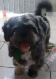 zezinho