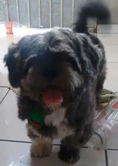 Cachorro ra a Lhasa Apso idade 1 ano nome zezinho