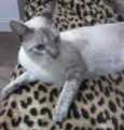 lili e toddy