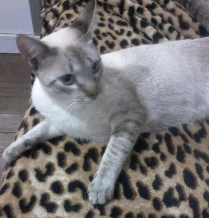 Gato ra a  idade 7 a 11 meses nome lili e toddy