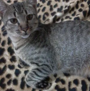 Gato raça  idade 7 a 11 meses nome lili e toddy