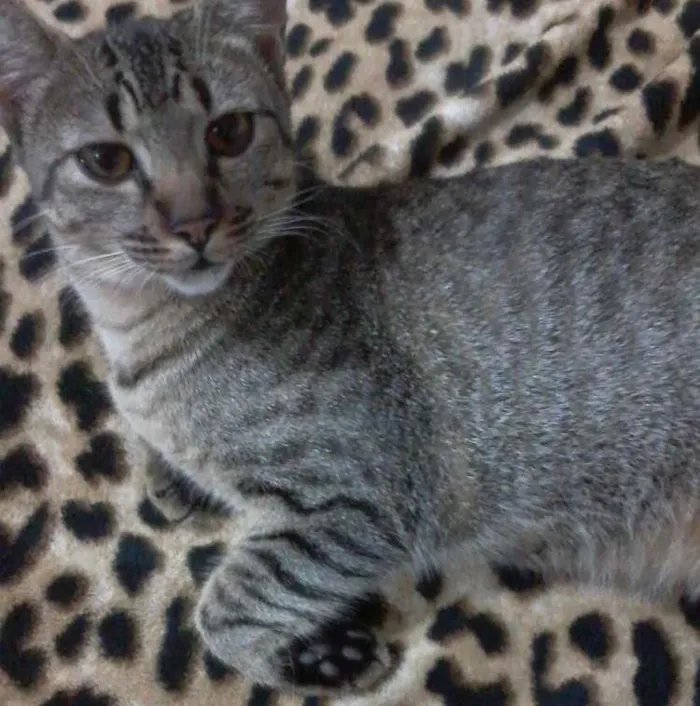 Gato ra a  idade 7 a 11 meses nome lili e toddy