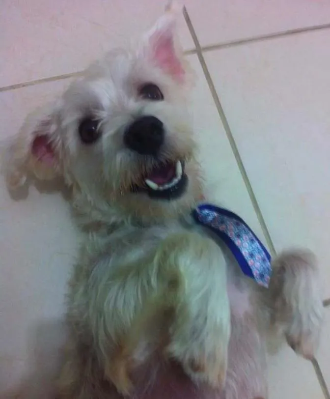 Cachorro ra a SRD idade 2 anos nome Tobias