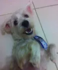 Tobias