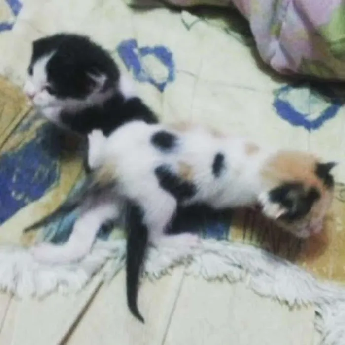 Gato raça Mista idade Abaixo de 2 meses nome Sem nome