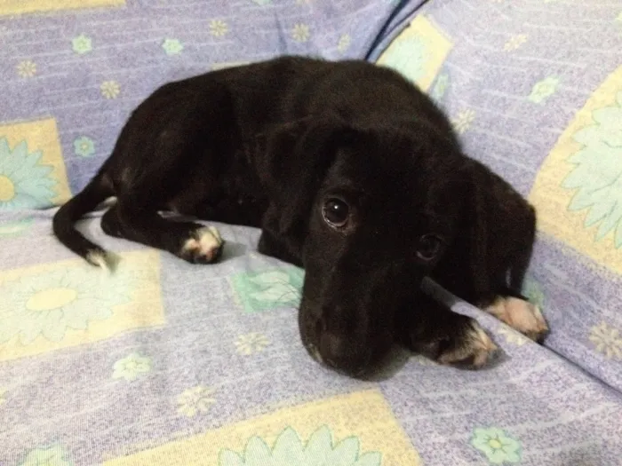 Cachorro ra a SRD idade 2 a 6 meses nome Valentina