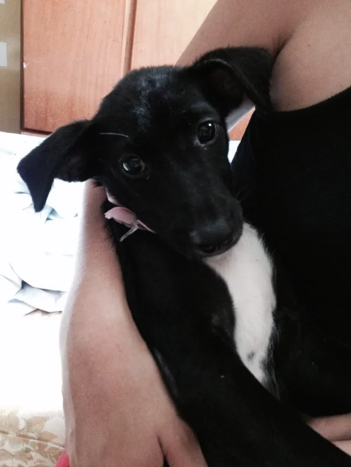 Cachorro ra a SRD idade 2 a 6 meses nome Valentina
