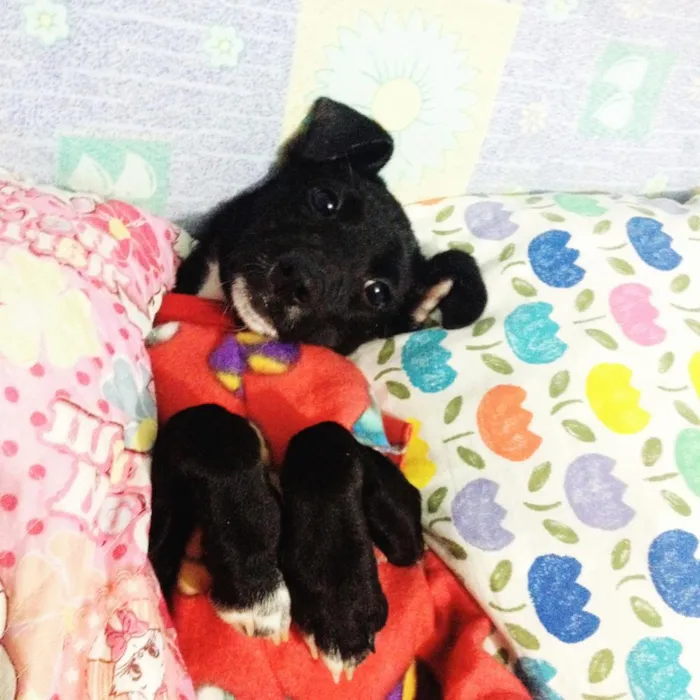 Cachorro ra a SRD idade 2 a 6 meses nome Valentina